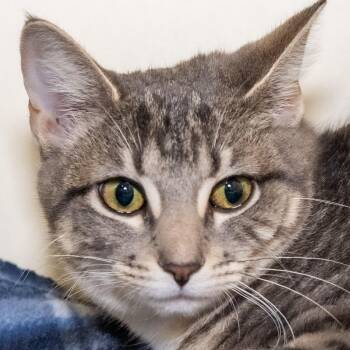 Dove -  Domestic Short Hair Cat Available for Adoption in Victor, New York - Dove | PetCurious