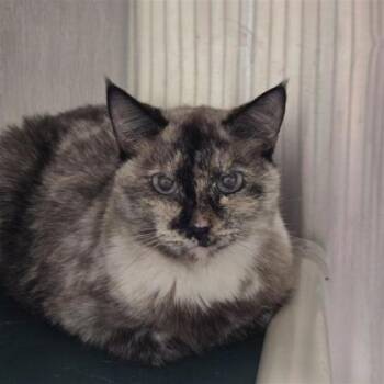 Rescue Siamese and Domestic Short Hair Cats for Adoption in Dallas, Texas - Lola | PetCurious