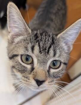 Rescue Domestic Short Hair Cats for Adoption - Truddie | PetCurious