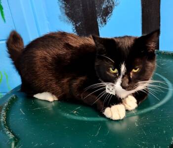 Rescue Domestic Short Hair Cats for Adoption in Shelbyville, Tennessee - She-Ra | PetCurious