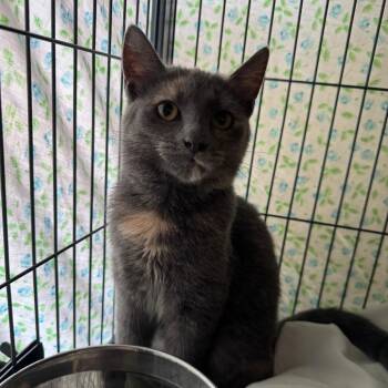 Pop Rocks -  Russian Blue and Domestic Short Hair Cat for Adoption in Mount Vernon, Illinois - Pop Rocks | PetCurious