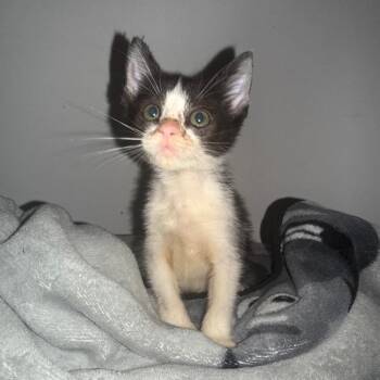 Boomer -  Domestic Short Hair Cat for Adoption in New York, New York - Boomer | PetCurious