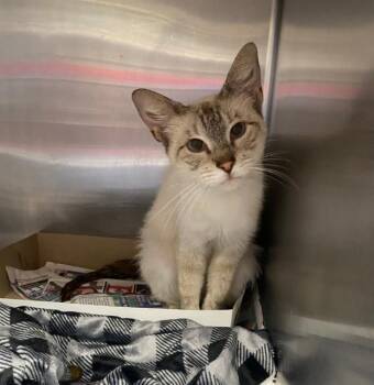 MOANA -  Domestic Short Hair Cat for Adoption in San Antonio, Texas - MOANA | PetCurious