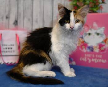 Heather -  Domestic Long Hair Cat for Adoption in Roanoke, Texas - Heather | PetCurious