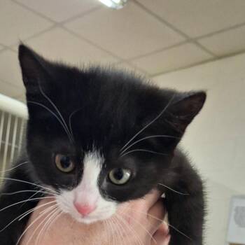 Pinky -  Domestic Short Hair Cat for Adoption in Zanesville, Ohio - Pinky | PetCurious