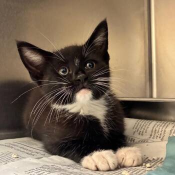 Taz -  Domestic Short Hair Cat for Adoption in Columbus, Georgia - Taz | PetCurious
