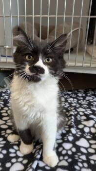 Eric -  Domestic Medium Hair Cat for Adoption in Eureka, California - Eric | PetCurious