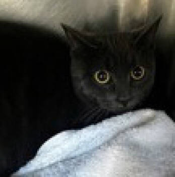 Rescue Domestic Short Hair Cats for Adoption in Simcoe, Ontario - Sweets | PetCurious