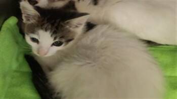 A919870 -  Domestic Short Hair Cat for Adoption in Sacramento, California - A919870 | PetCurious