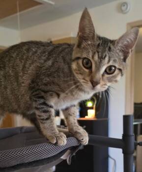 Domestic Short Hair Cats Available for Adoption in Miami, Oklahoma - Donut Hole | PetCurious