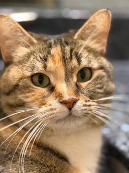 Rescue Domestic Short Hair Cats for Adoption in Calgary, Alberta - Nirvana | PetCurious