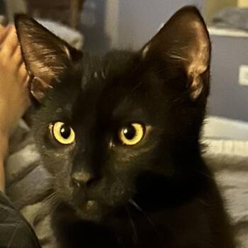 Jupiter -  Domestic Short Hair Cat Available for Adoption in Philadelphia, Pennsylvania - Jupiter | PetCurious