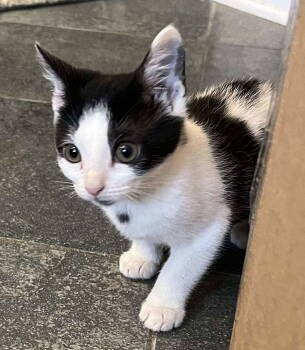 Rescue Domestic Short Hair Cats for Adoption in Oakboro, North Carolina - Petunia | PetCurious