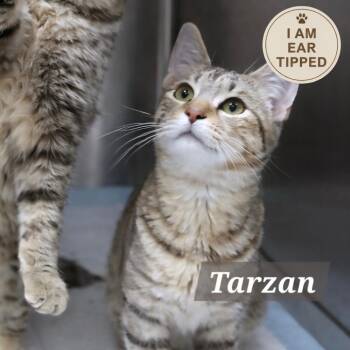 Domestic Short Hair Cats Available for Adoption - Tarzan | PetCurious