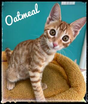 Oatmeal -  Domestic Short Hair Cat for Adoption in El Cajon, California - Oatmeal | PetCurious