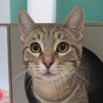 Bartholomew -  Domestic Short Hair Cat Available for Adoption in Reno, Nevada - Bartholomew | PetCurious