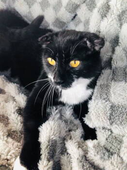 Rescue Domestic Short Hair and Tuxedo Cats for Adoption in Columbus, Minnesota - Janet | PetCurious
