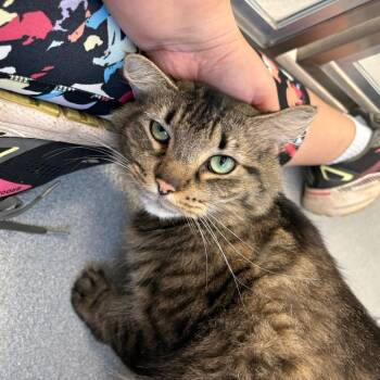 Rescue Domestic Medium Hair Cats for Adoption in Chicago, Illinois - Ames | PetCurious