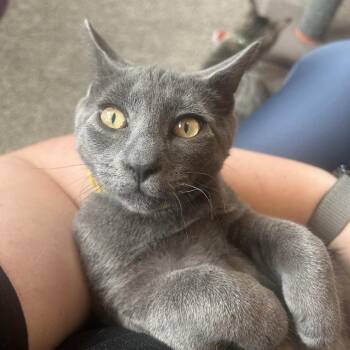 Alphabet Soup -  Domestic Short Hair Cat for Adoption in York, Pennsylvania - Alphabet Soup | PetCurious