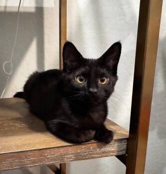 Blissy - Pokémon Litter -  Bombay Cat for Adoption in Anthem, Arizona - Blissy - Pokémon Litter | PetCurious