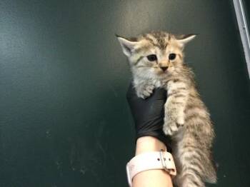 Domestic Short Hair Cats Available for Adoption in Thousand Palms, California - ROSE | PetCurious