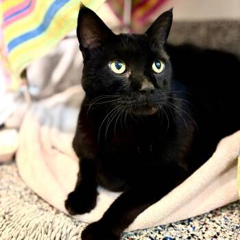 Domestic Short Hair Cats Available for Adoption - Pepper | PetCurious