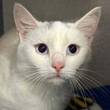 Rescue Domestic Short Hair Cats for Adoption in Goleta, California - Pearl | PetCurious