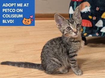 Rescue Domestic Short Hair Cats for Adoption in Fort Wayne, Indiana - OTTO | PetCurious