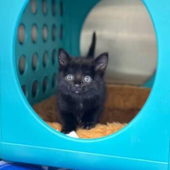 Domestic Short Hair Cats Available for Adoption in Spring Hill, Kansas - JWoww | PetCurious