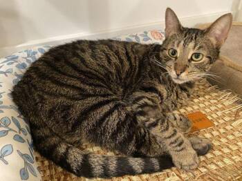Mama -  Domestic Short Hair Cat for Adoption - Mama | PetCurious