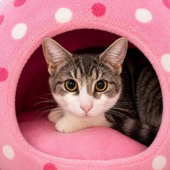 Monte Cristo -  Domestic Short Hair Cat for Adoption in Binghamton, New York - Monte Cristo | PetCurious