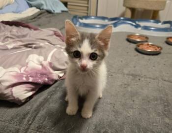 ROSIE -  Domestic Short Hair Cat for Adoption in West Valley City, Utah - ROSIE | PetCurious