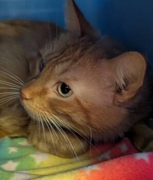 Domestic Short Hair Cats Available for Adoption - ZIGGY | PetCurious