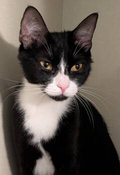 Jolene -  Domestic Short Hair Cat for Adoption in Pompano Beach, Florida - Jolene | PetCurious