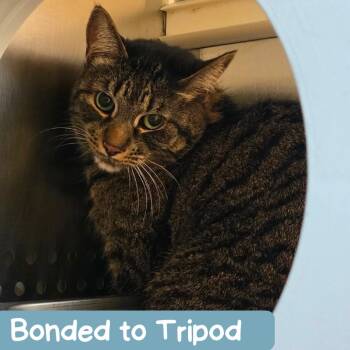 Finn -  Domestic Short Hair Cat for Adoption in Denver, Colorado - Finn | PetCurious
