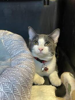 Domestic Short Hair Cats Available for Adoption in El Paso, Texas - Tom | PetCurious