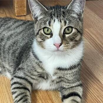 Rescue Domestic Short Hair Cats for Adoption in Kenhorst, Pennsylvania - Skipper Heart | PetCurious