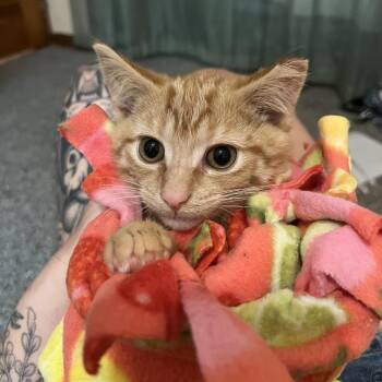 Lil Jim Bob -  Domestic Short Hair Cat for Adoption in Medina, Ohio - Lil Jim Bob | PetCurious