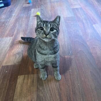 Rescue Domestic Short Hair Cats for Adoption in Tylertown, Mississippi - Charlie | PetCurious