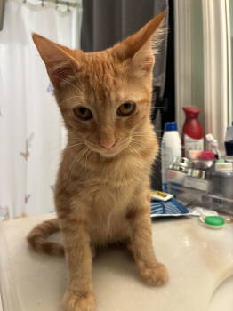 Rescue Domestic Short Hair Cats for Adoption in The Woodlands, Texas - Pumpkin | PetCurious