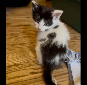 Domestic Short Hair Cats Available for Adoption in Colorado Springs, Colorado - ROCKY | PetCurious