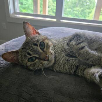 Emerie -  Domestic Short Hair Cat for Adoption in Centerville, Tennessee - Emerie | PetCurious