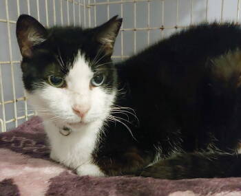 Rescue Domestic Medium Hair Cats for Adoption in Pompano Beach, Florida - Pepino | PetCurious