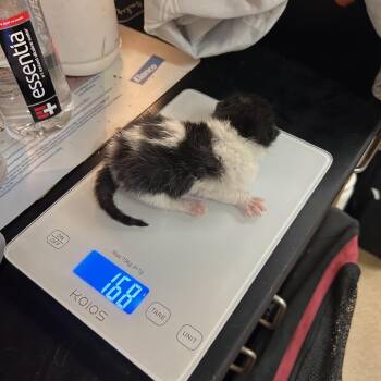 Jealous -  Domestic Medium Hair Cat for Adoption in Chattanooga, Tennessee - Jealous | PetCurious
