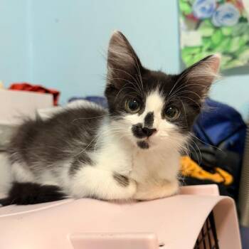 ROSALIA -  Domestic Medium Hair Cat for Adoption in Tustin, California - ROSALIA | PetCurious