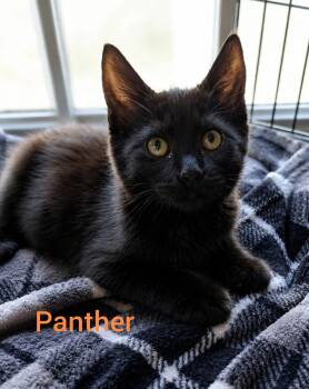 Panther -  Domestic Short Hair Cat for Adoption in Shrewsbury, Massachusetts - Panther | PetCurious