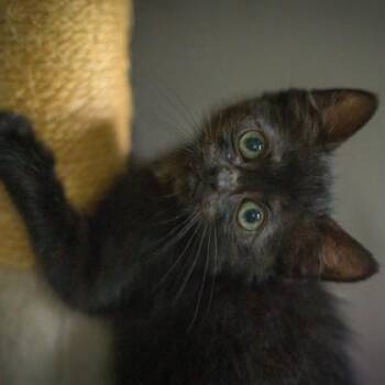 Chaco -  Domestic Short Hair Cat for Adoption in Wheaton, Illinois - Chaco | PetCurious