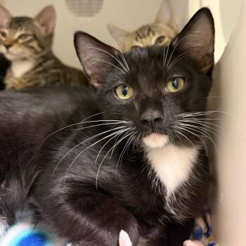 Pan Dulce -  Domestic Short Hair Cat for Adoption in Woodinville, Washington - Pan Dulce | PetCurious
