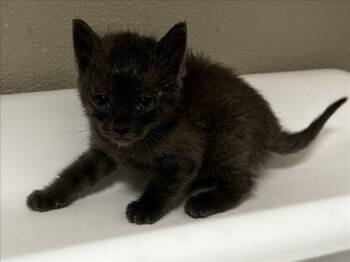 Domestic Short Hair Cats Available for Adoption in Tracy, California - ORIOLE | PetCurious