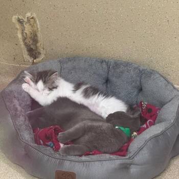 Vail -  Domestic Medium Hair Cat for Adoption in Pekin, Illinois - Vail | PetCurious